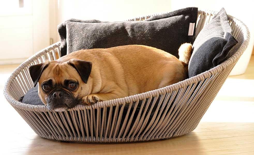 Pet Hotels For Large Dogs Pet Hotels For Large Dogs