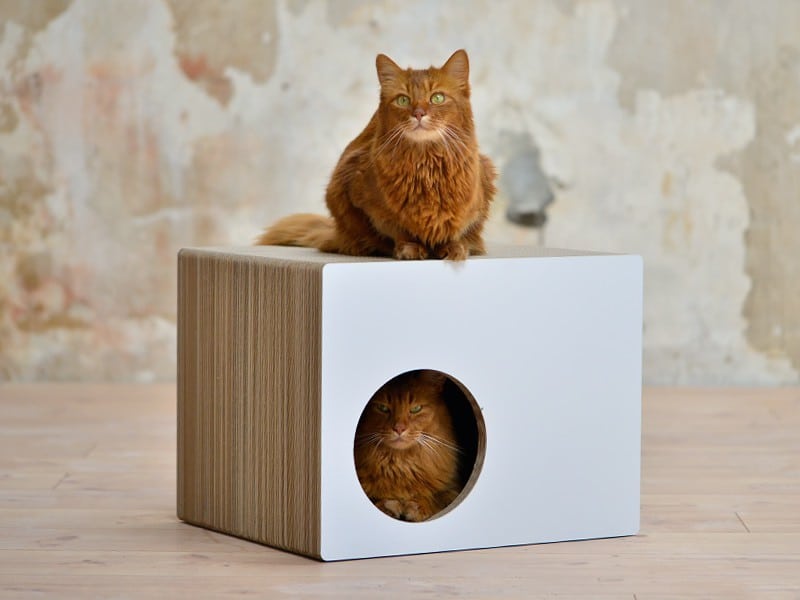 griffoir chat carton maison